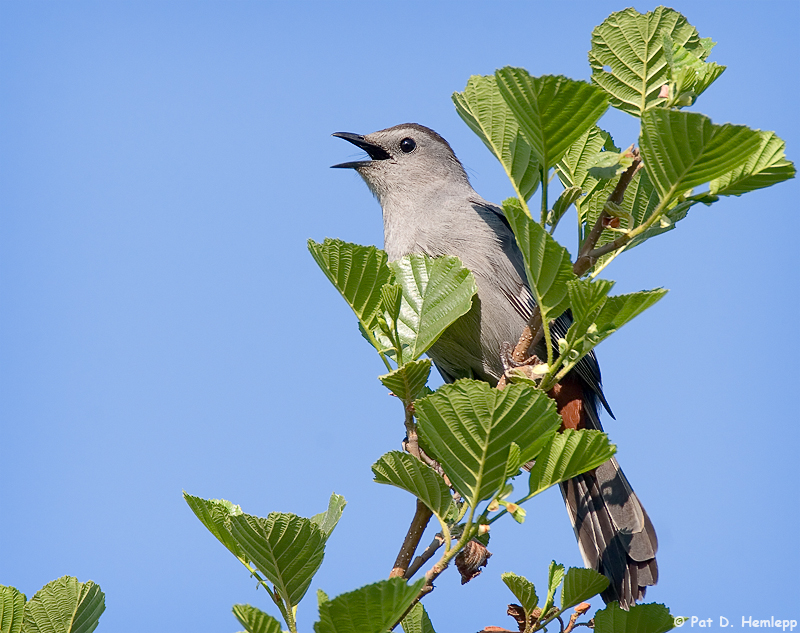 Singing Catbird