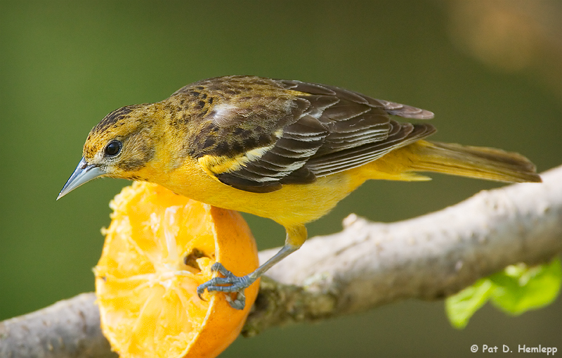 Eating an orange