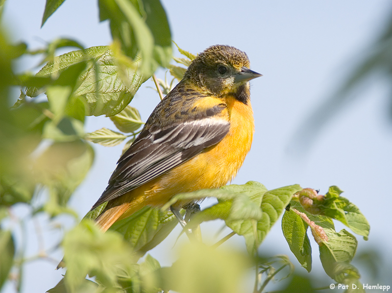 Female Orchard Oriole