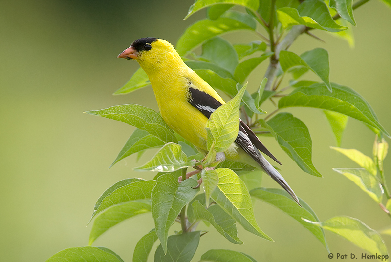 Yellow and green