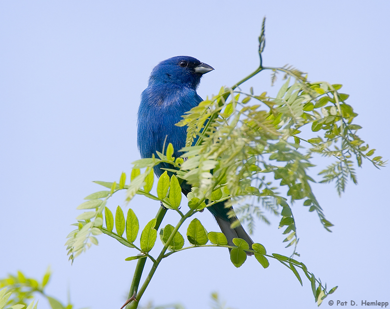 Indigo blue