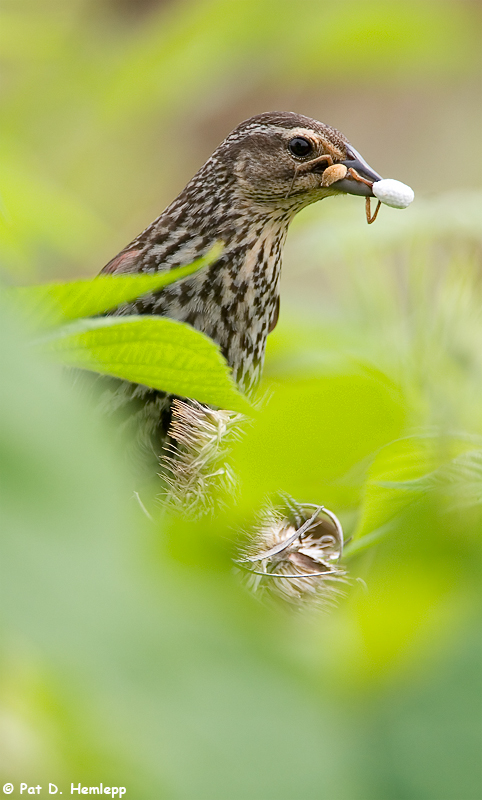 Carrying food