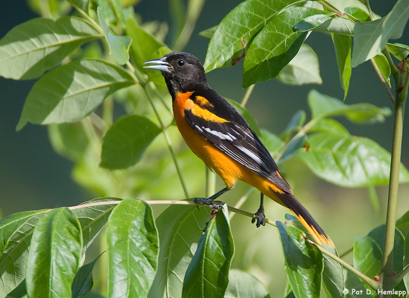 Oriole in the sun