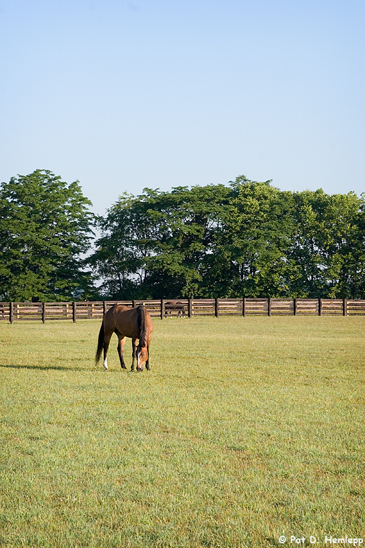 Out to pasture