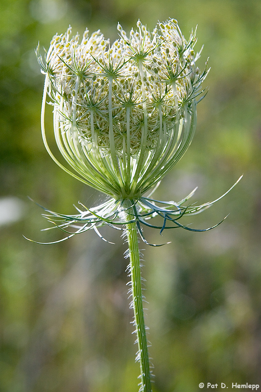 Queen Annes Lace