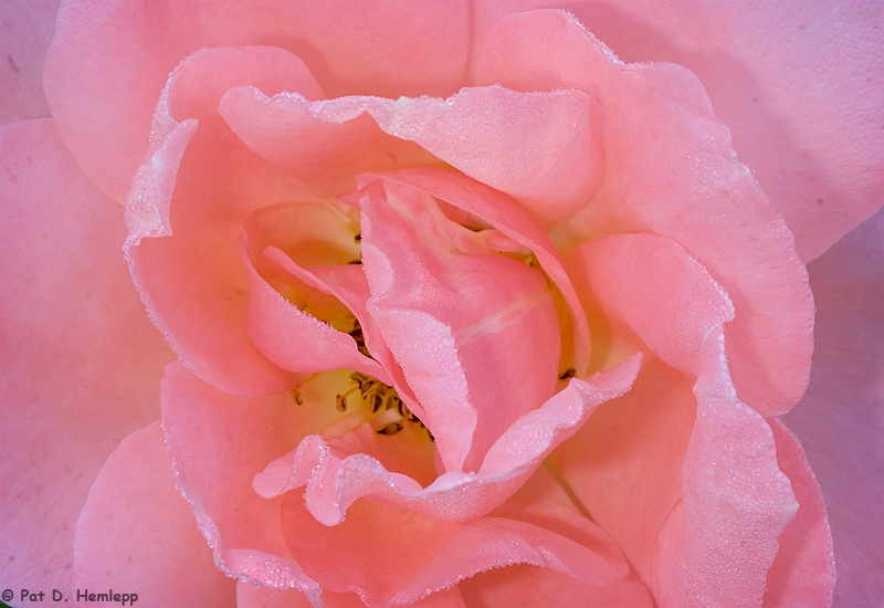 Sweet Fragrance rose