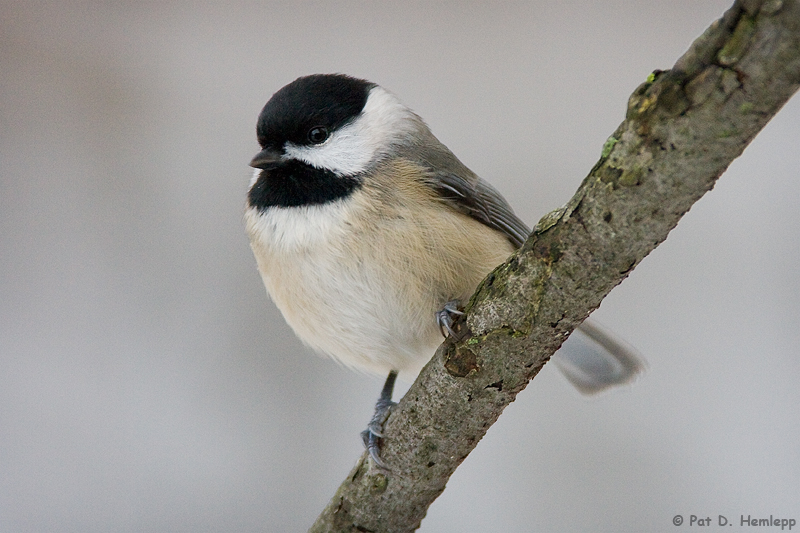 Morning Chickadee