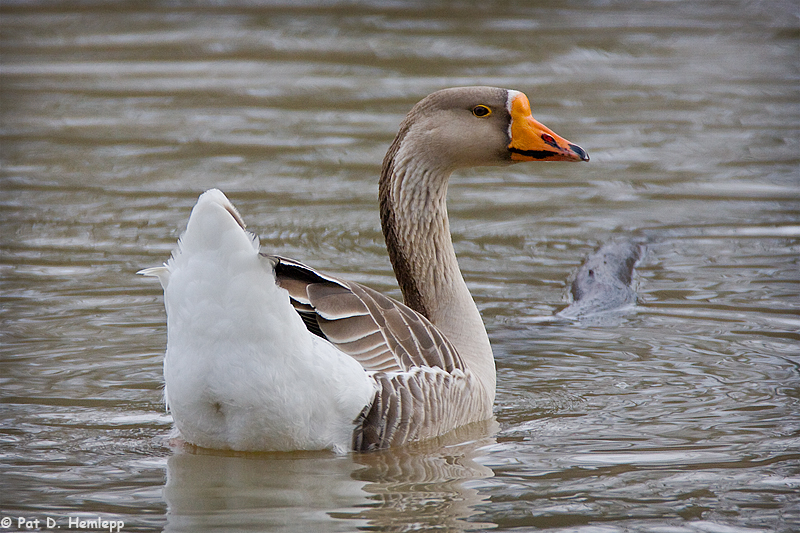 Greater White-fronted Goose