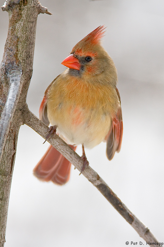 Colors and snow