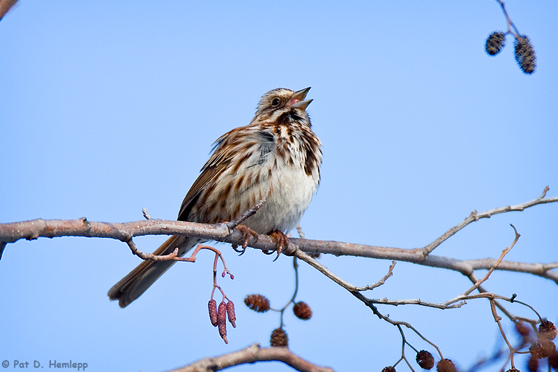 Songbird
