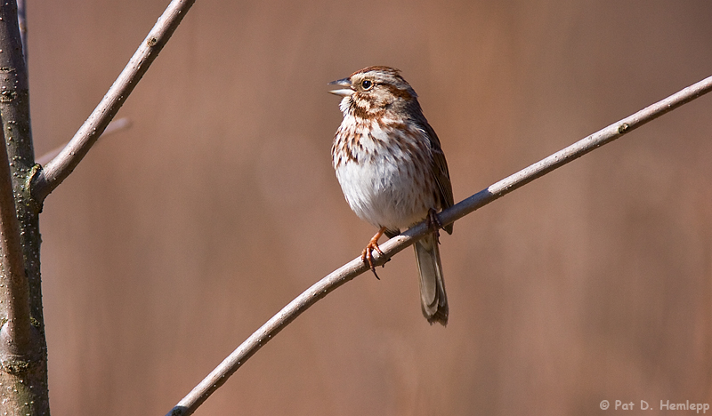 On a branch