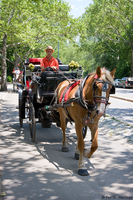Horse and buggy