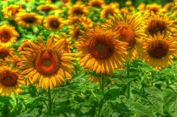07 Sunflowers 2455-7
