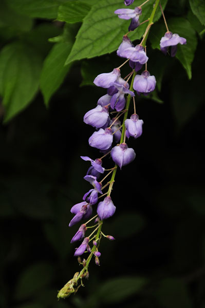 wisteria 9643