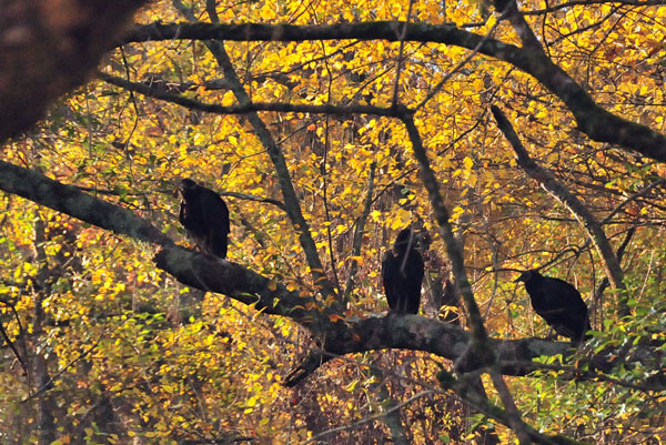 Black vultures 1185