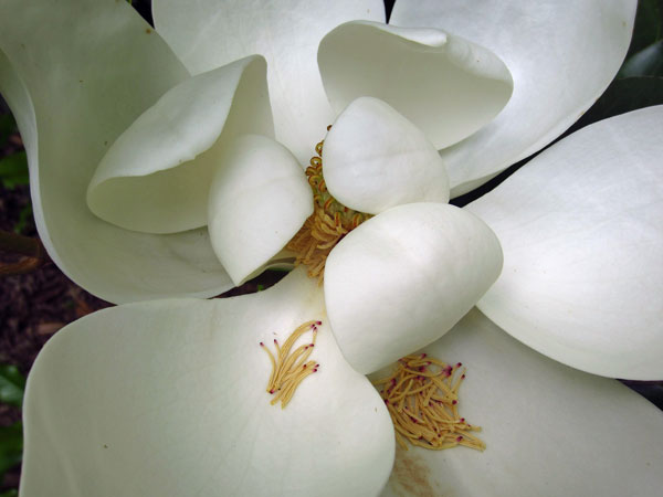 01 Backyard magnolia 2301