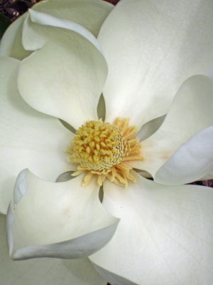 23 Backyard magnolia 2950