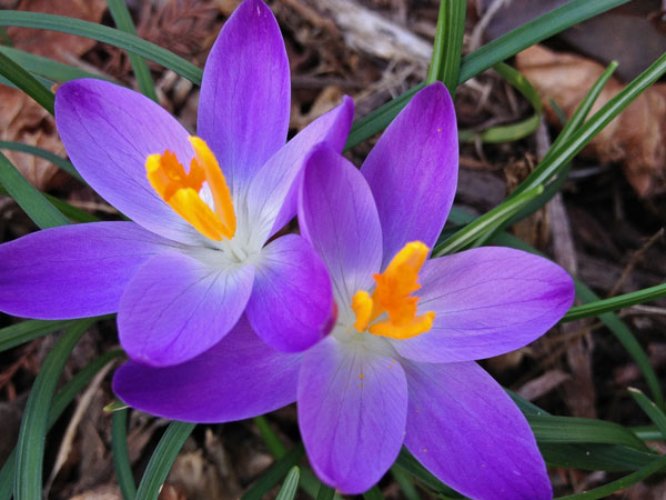 21 First crocus 0097