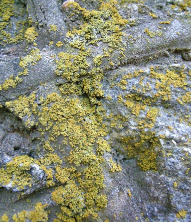 2008 - 19 Lichens 1849