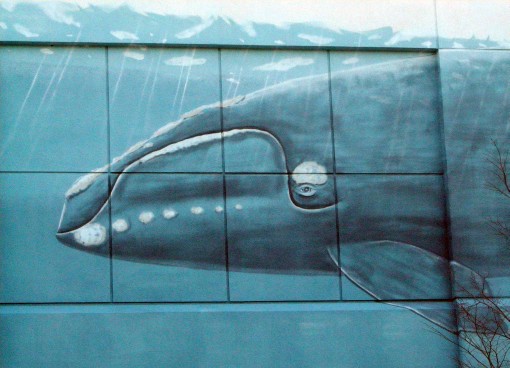 Wall Whale 3977