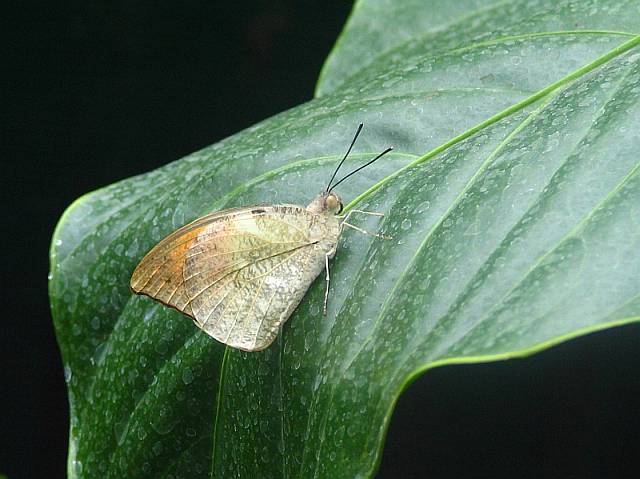 Hebomoia glaucippe