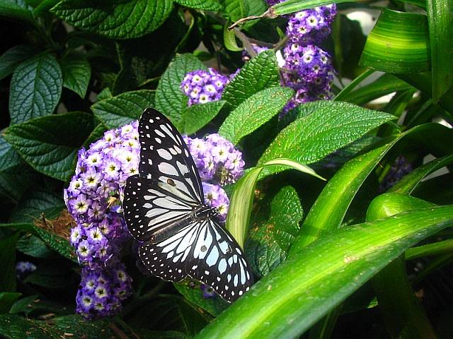 Ideopsis juventa