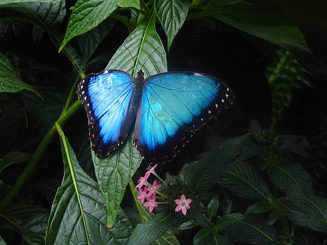 Morpho helenor