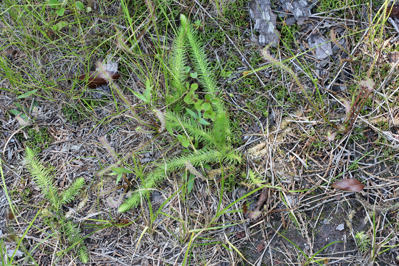 Lycopodium alopecuroides (Foxtail Club Moss)