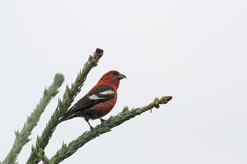 White-winged Crossbill! (Male)