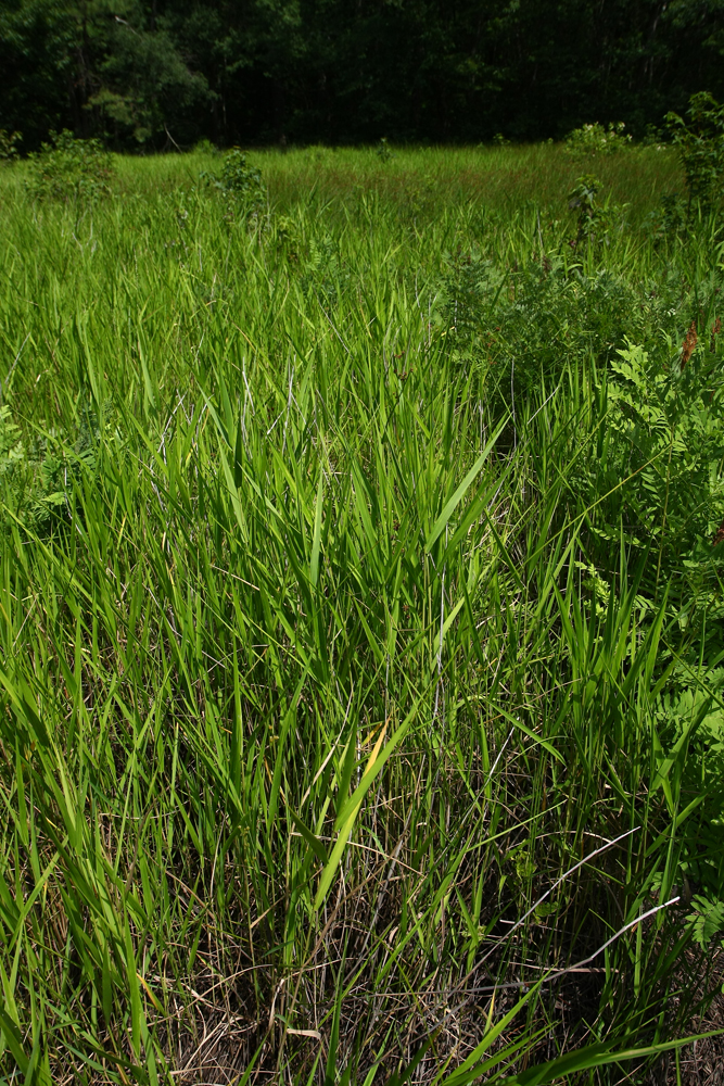 Panicum hemitomon- (Maidencane)