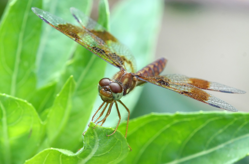 Eastern Amberwing Dragonfly