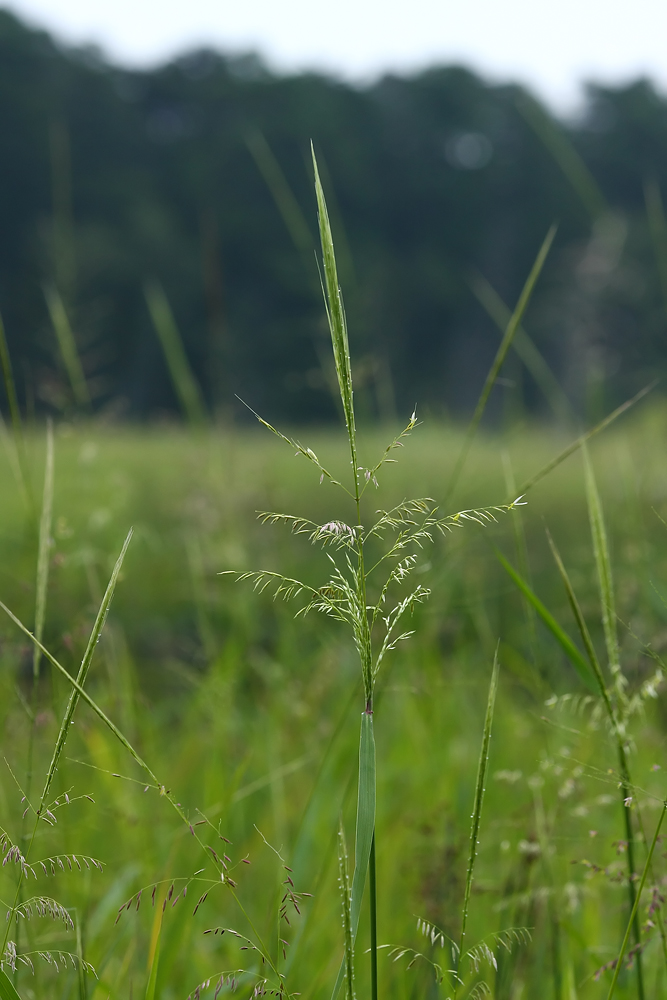 Wild Rice (Zizania aquatica)