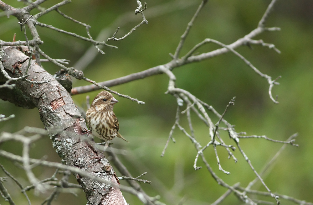 Female Purple Finch