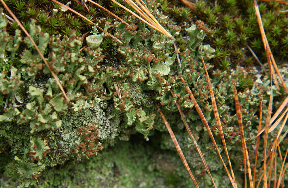 Cladonia peziziformis- Turban Lichen and Cladonia chlorophaea (Pixie Cup)