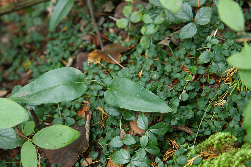 Smilax walteri- Red-berried Greenbriar