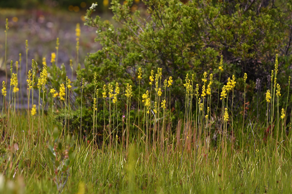 Narthecium americanum- Bog Asphodel