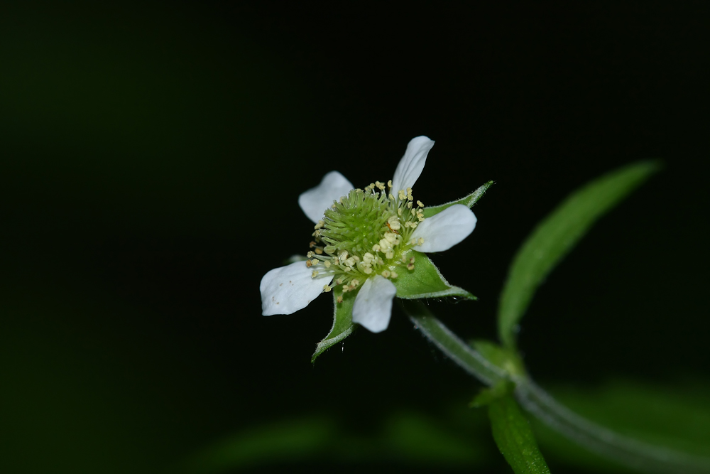 Geum canadense- White Avens