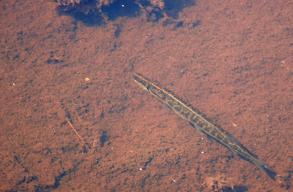 Pickerel