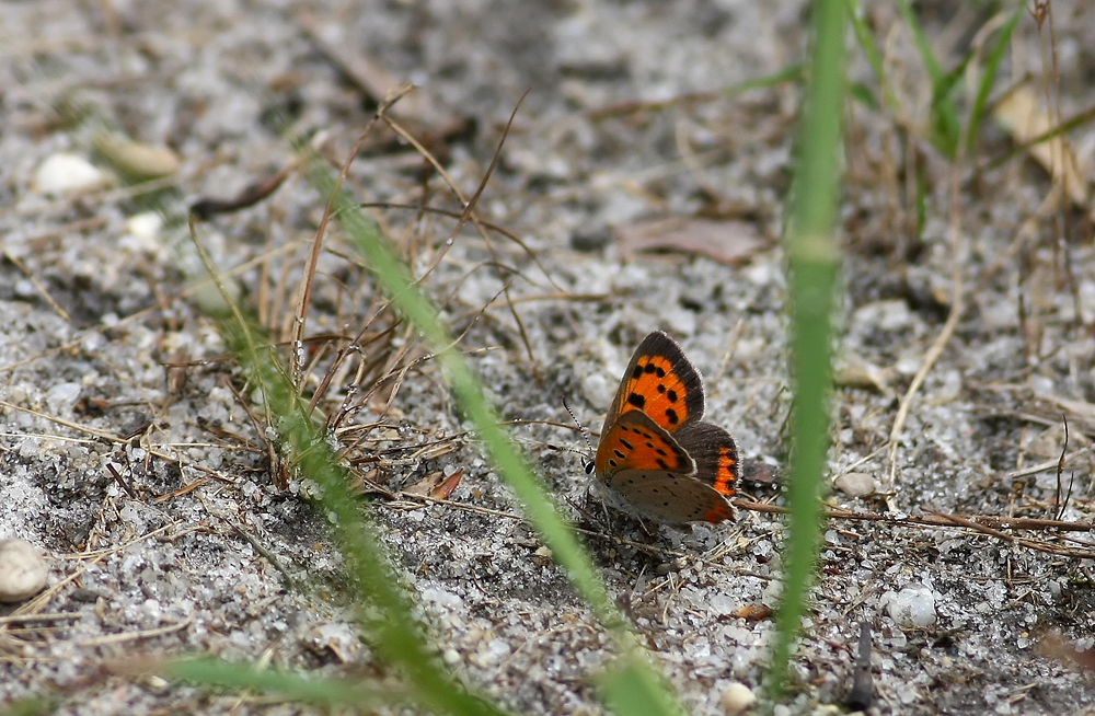 American Copper