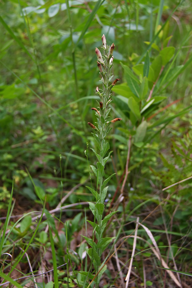 Schwalbea americana- American Chaffseed