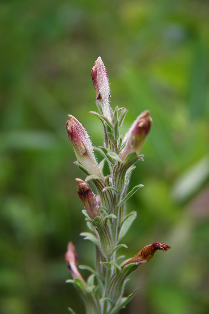 Schwalbea americana- American Chaffseed