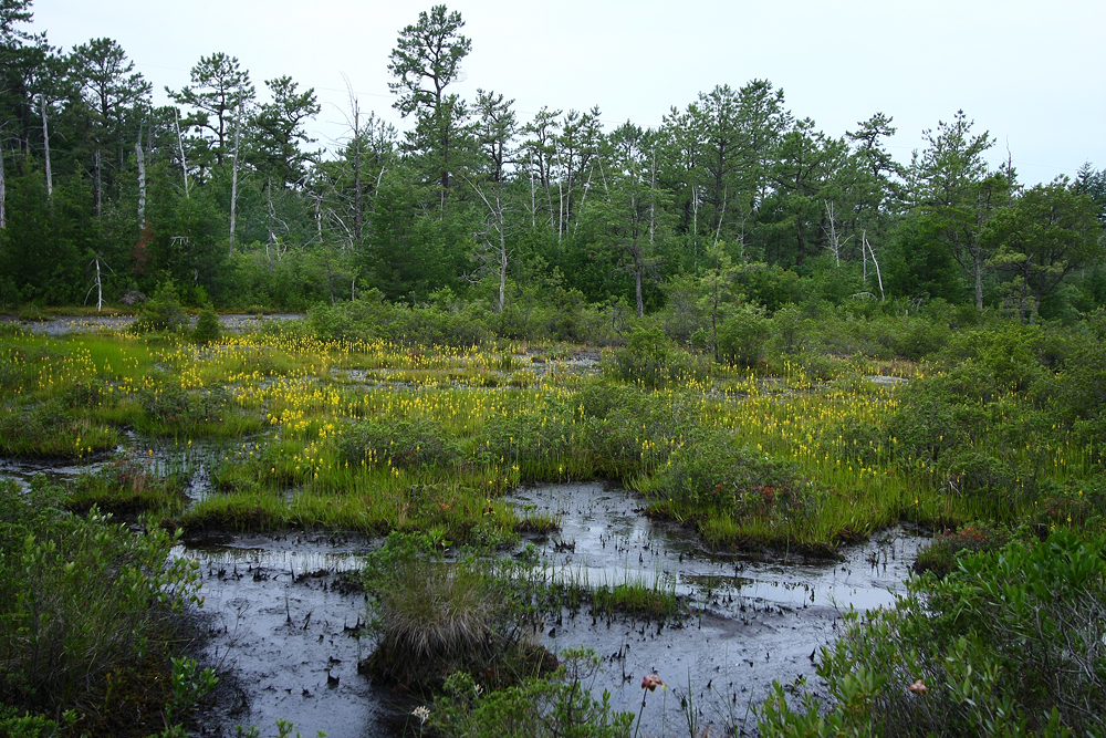 Narthecium americanum- Bog Asphodel (habitat)