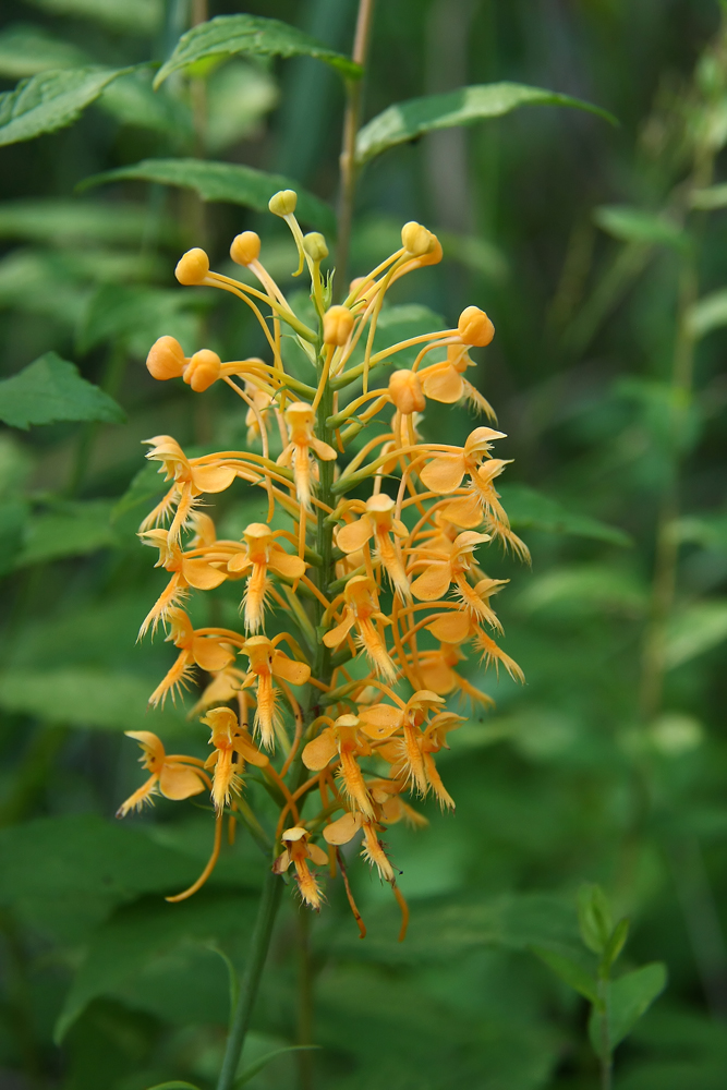 Platanthera ciliaris- Orange Fringed Orchid