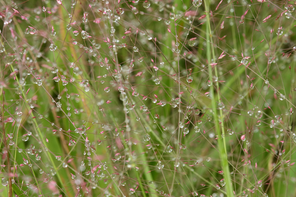 Water droplets on Purple Love Grass (Eragrostis spectabilis)