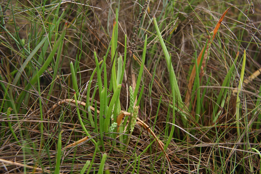 Plantago maritima- Seaside Plantain