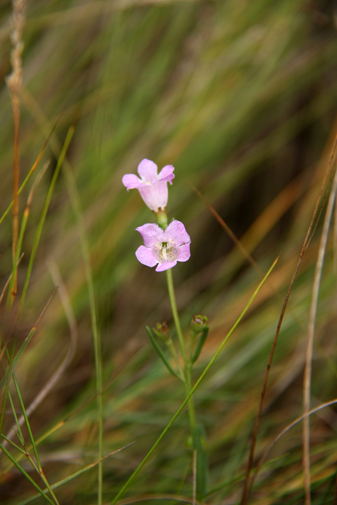 Agalinis maritima- Seaside Gerardia