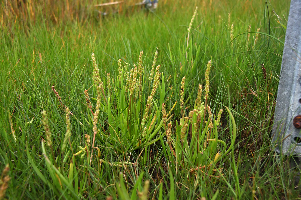 Plantago maritima var. juncoides- Seaside Plantain