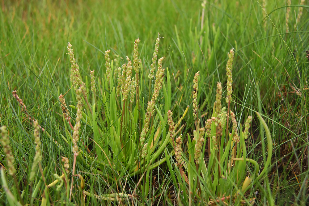 Plantago maritima var. juncoides- Seaside Plantain