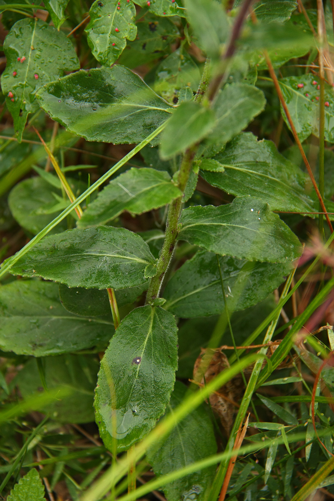 Lobelia puberula (Downy Lobelia)