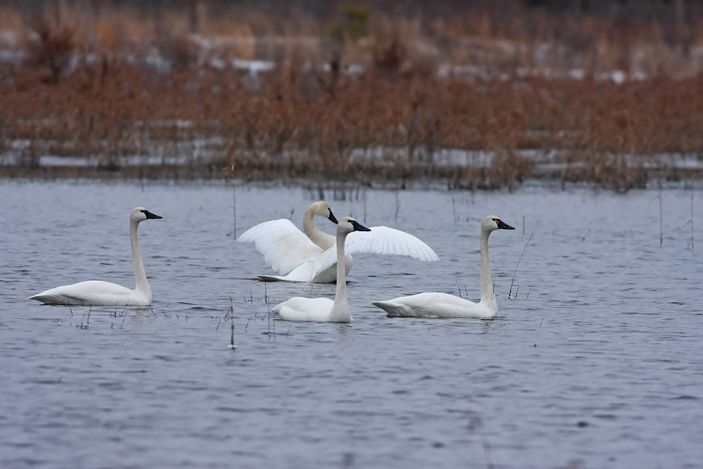 Tundra Swans